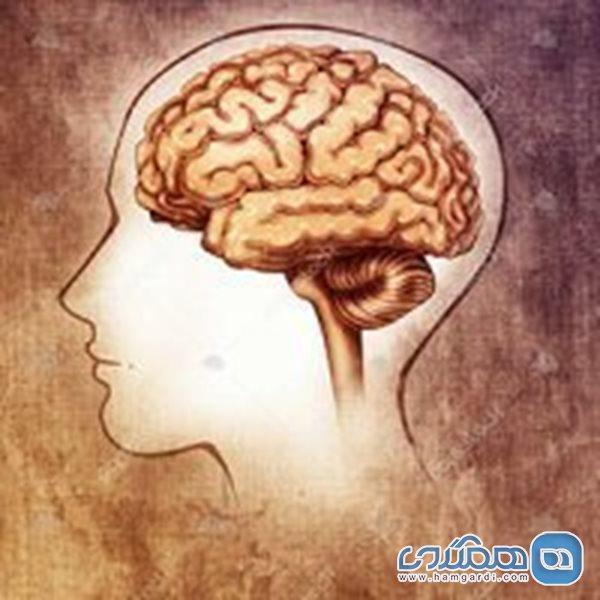 مغز شما چند ساله است؟ مغز شما چند ساله است؟