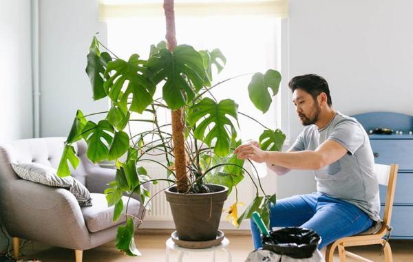 10 مرحله برای مراقبت های بهاری از گیاهان آپارتمانی