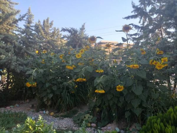 کاشت و برداشت آفتاب گردان و هندوانه اهالی محله ایوانک