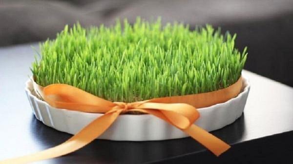 برترین زمان برای کاشت سبزه عید ؛ چگونه سبزه عید بکاریم ، ترفندهایی برای داشتن سبزه ای پر پشت