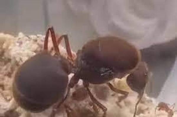 این مورچه غول پیکر، بزرگ ترین بر روی کره زمین است! این مورچه غول پیکر، بزرگ ترین بر روی کره زمین است!