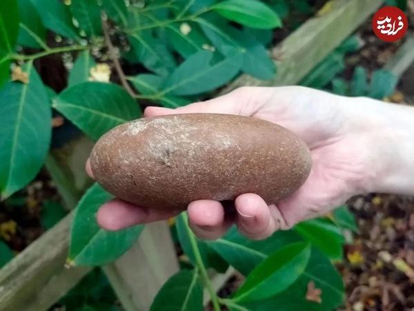 این قلوه سنگ یک گرز عصر حجری است!